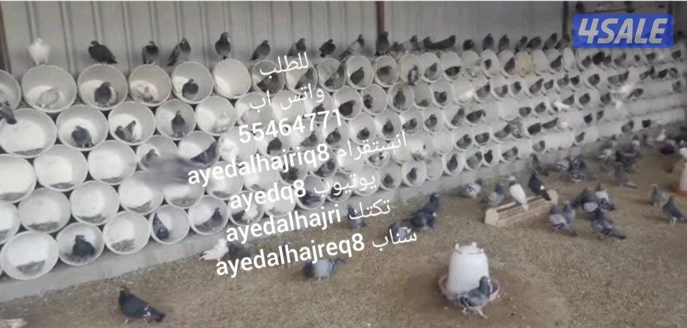 سطول تفريخ للحمام وللدجاج0