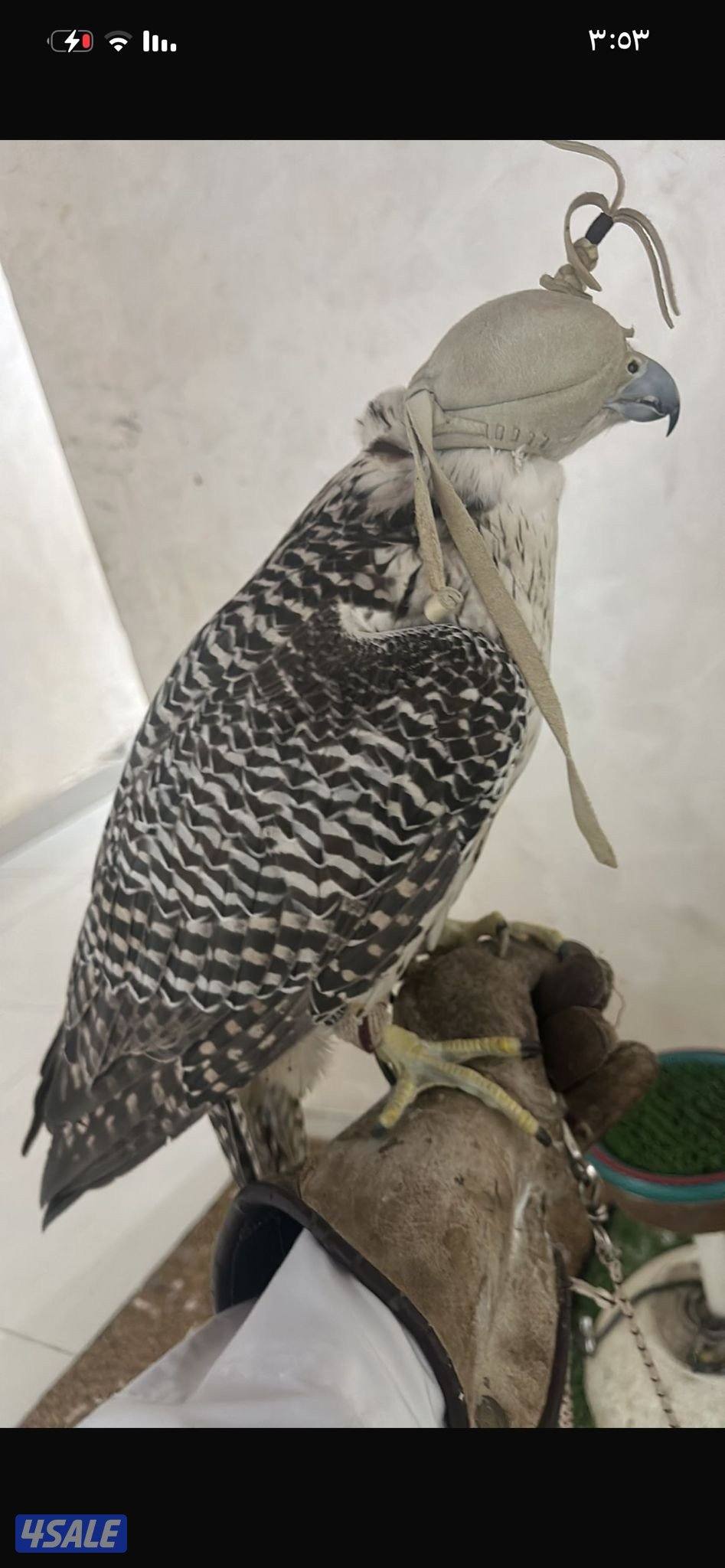 للبيع طير جير بيور0