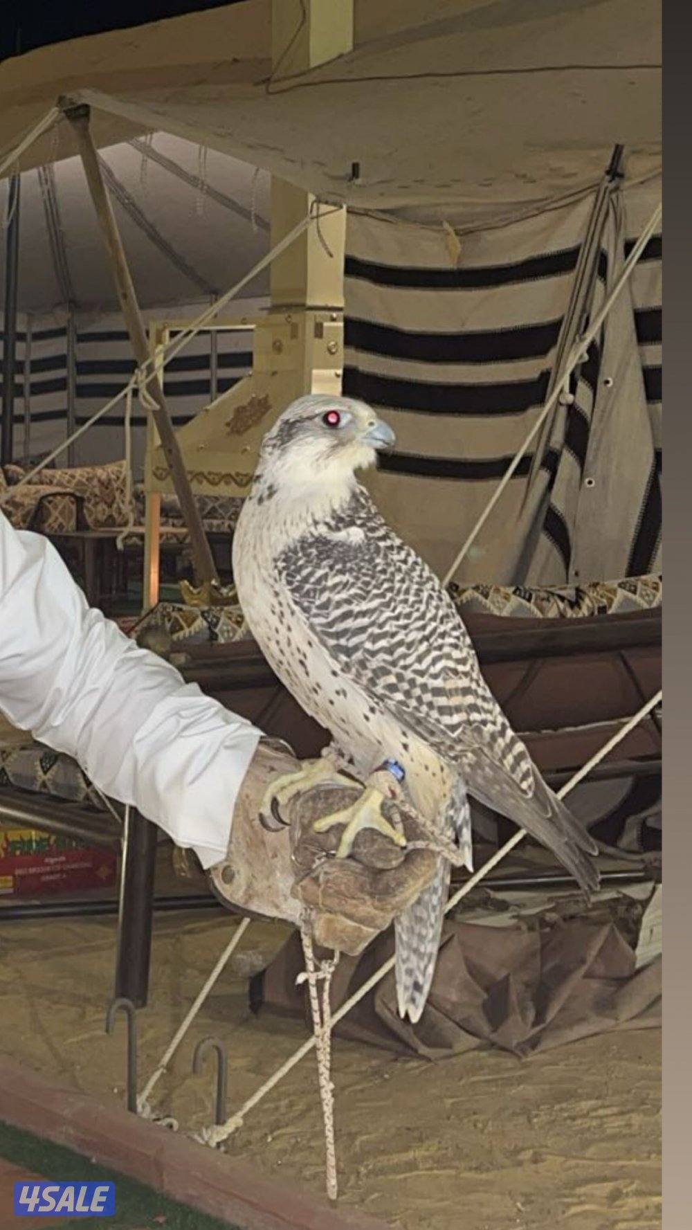 للبيع طير جير بيور1