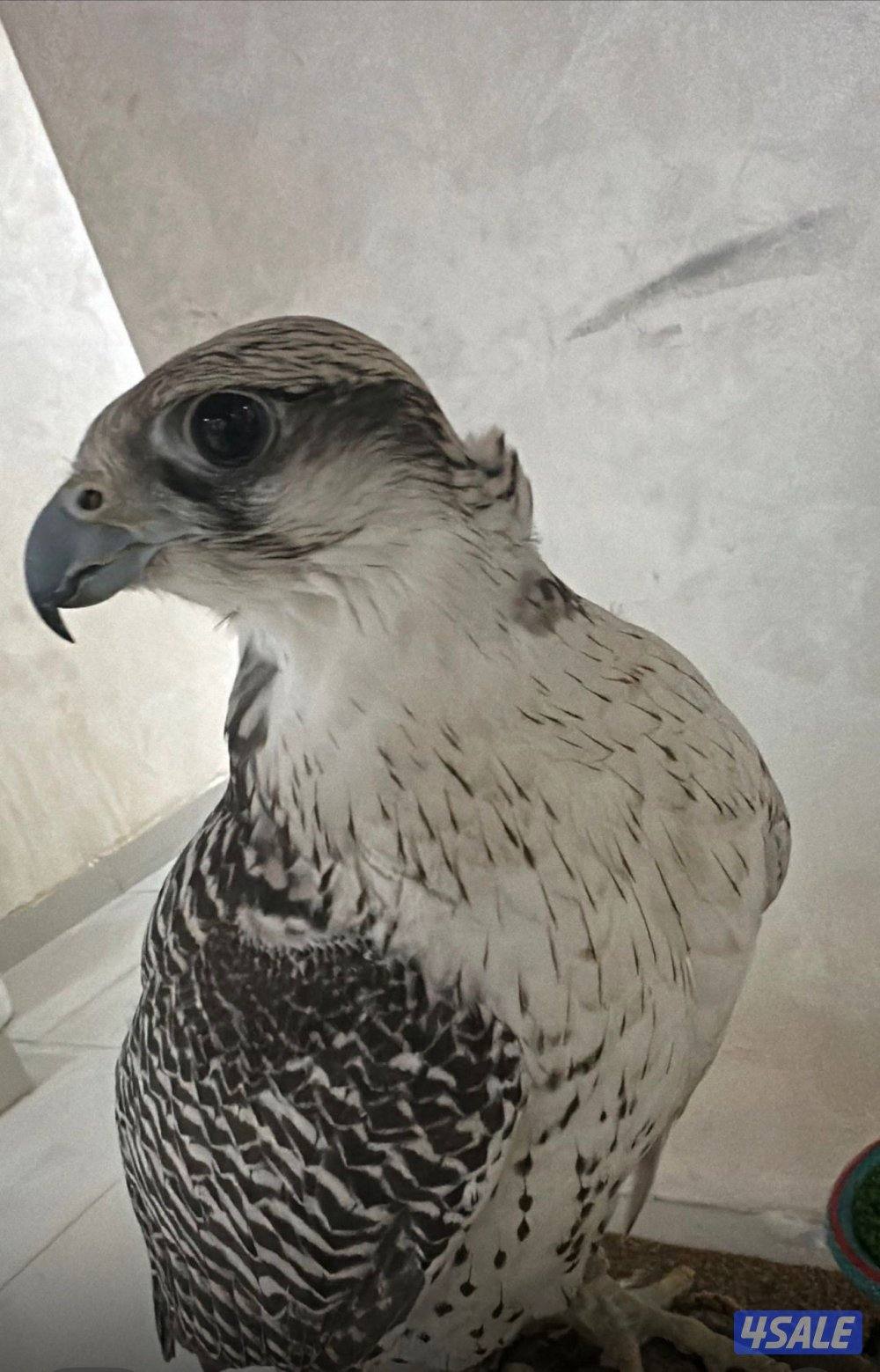 للبيع طير جير بيور2