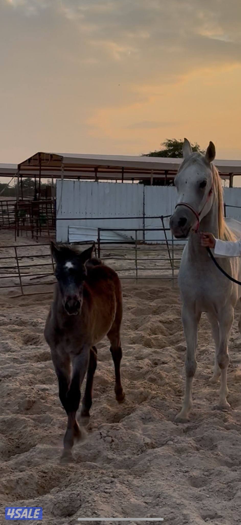 فرس عربية أصيله للبيع0