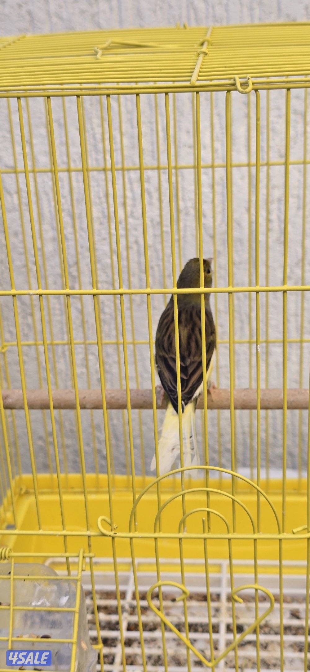 كناري  اسباني  لون  وتغريد1