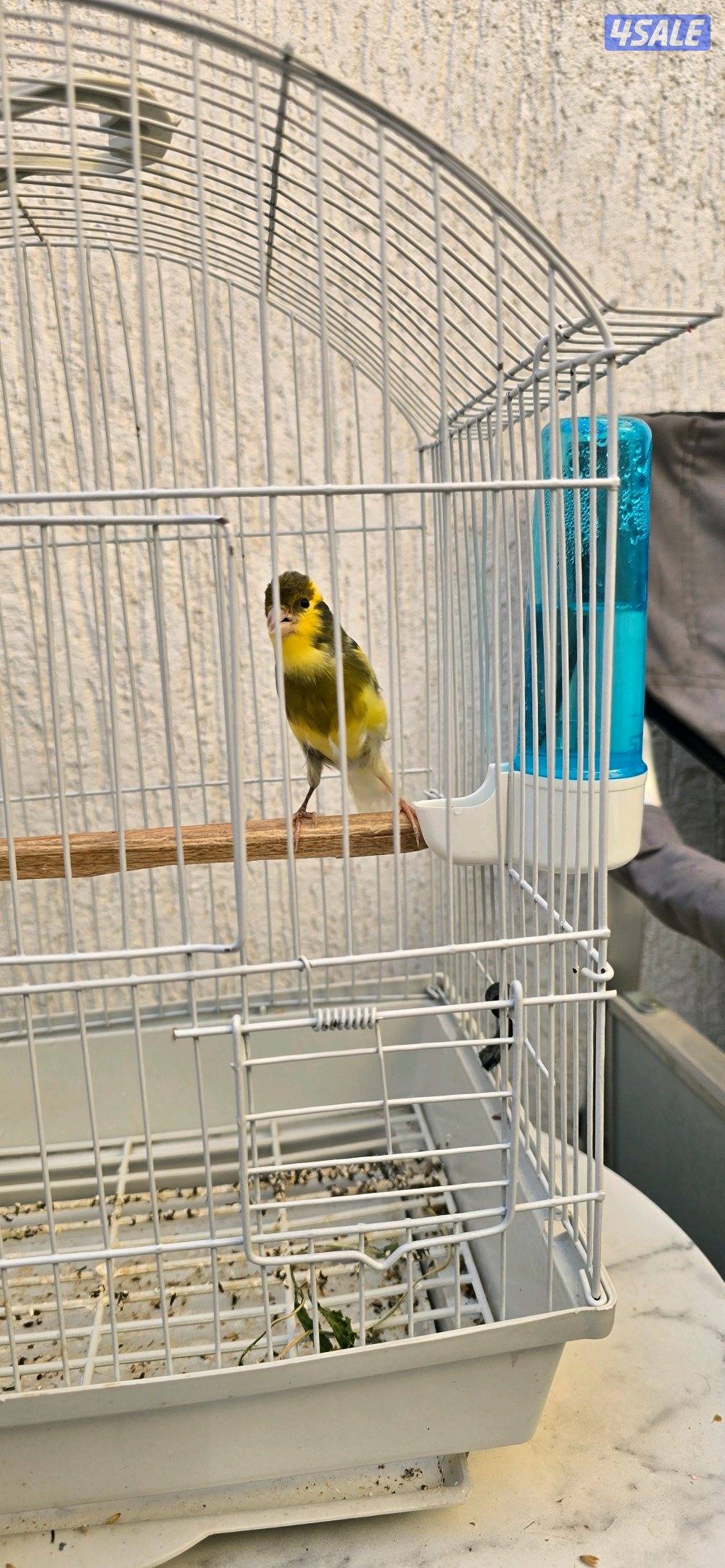 كناري  اسباني  لون  وتغريد0