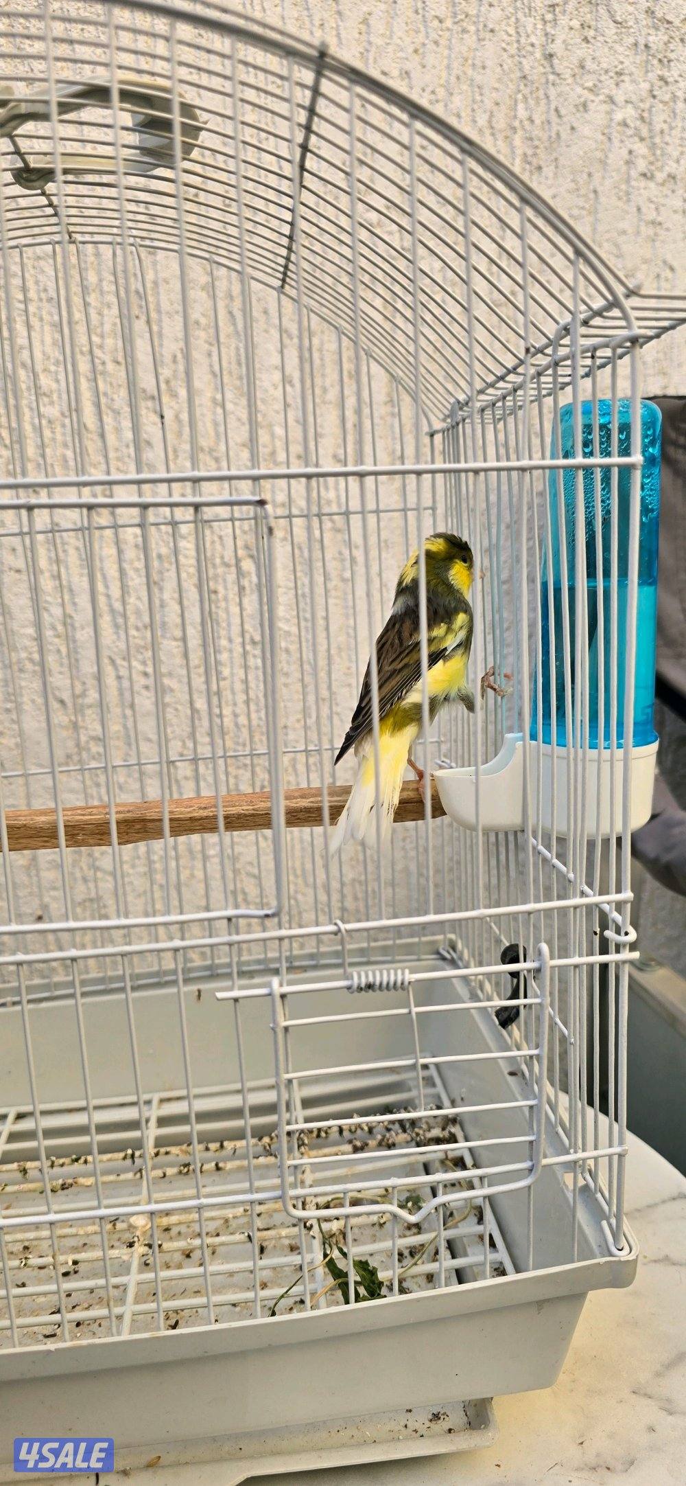 كناري  اسباني  لون  وتغريد2