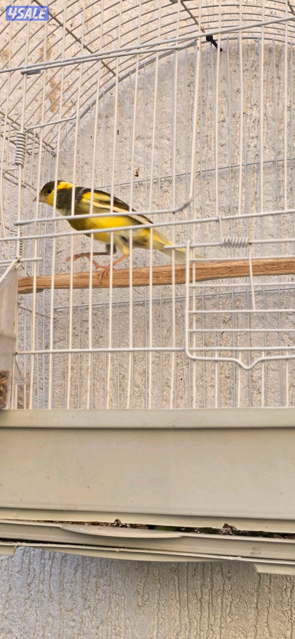 كناري  اسباني  لون  وتغريد3