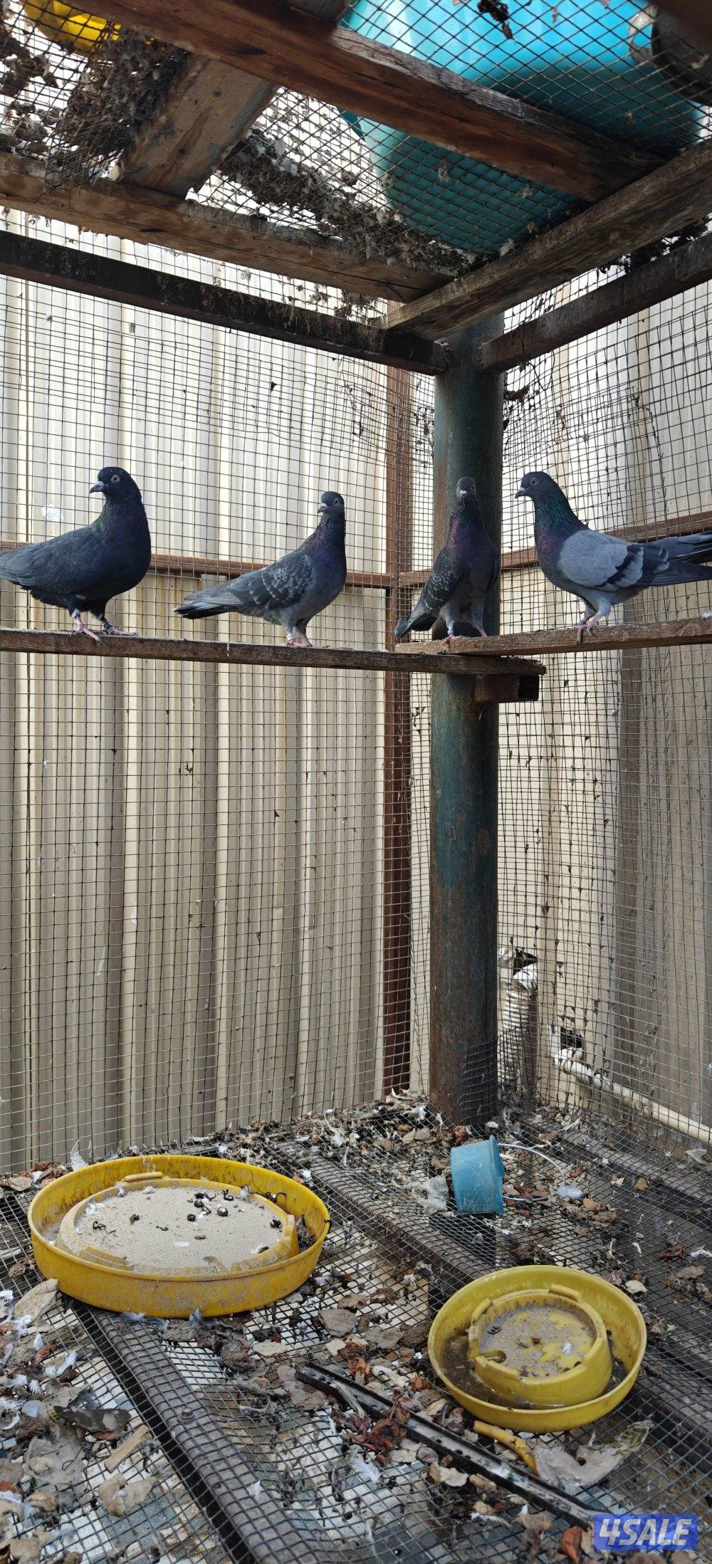 حمام لوت فاخر0