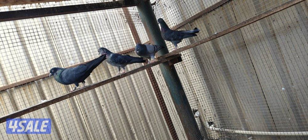 حمام لوت فاخر2