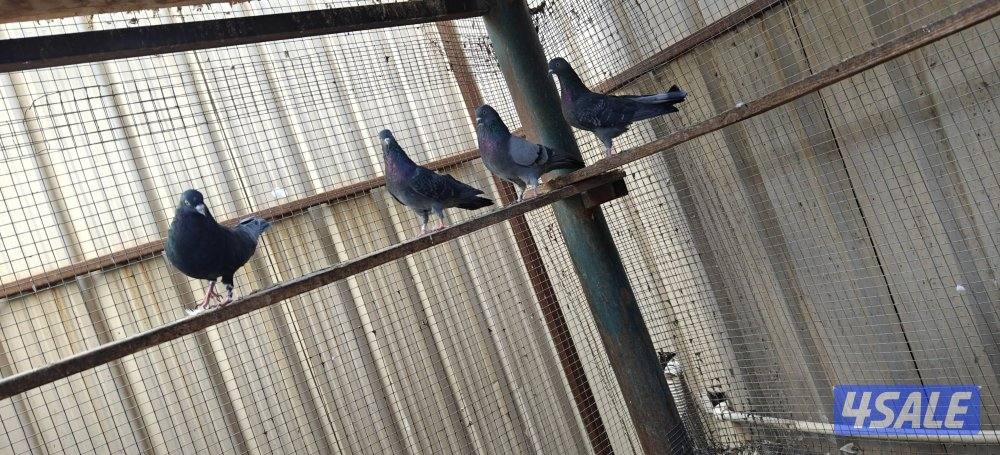 حمام لوت فاخر1