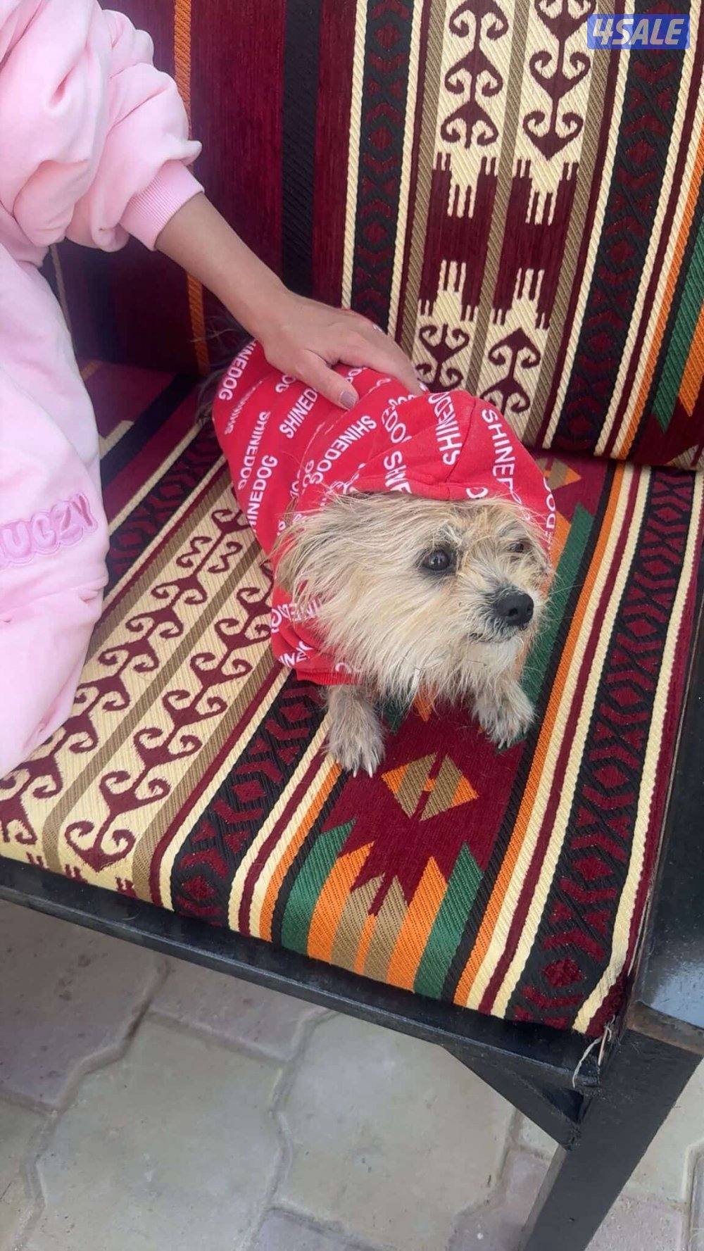 للبيع يورك شير2