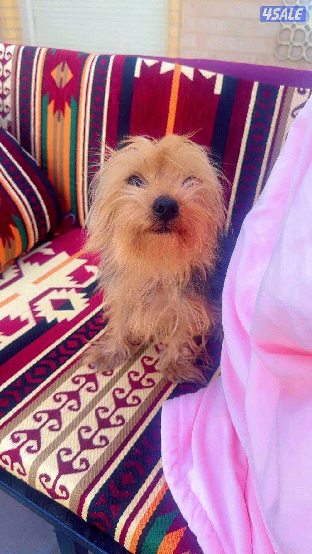 للبيع يورك شير5