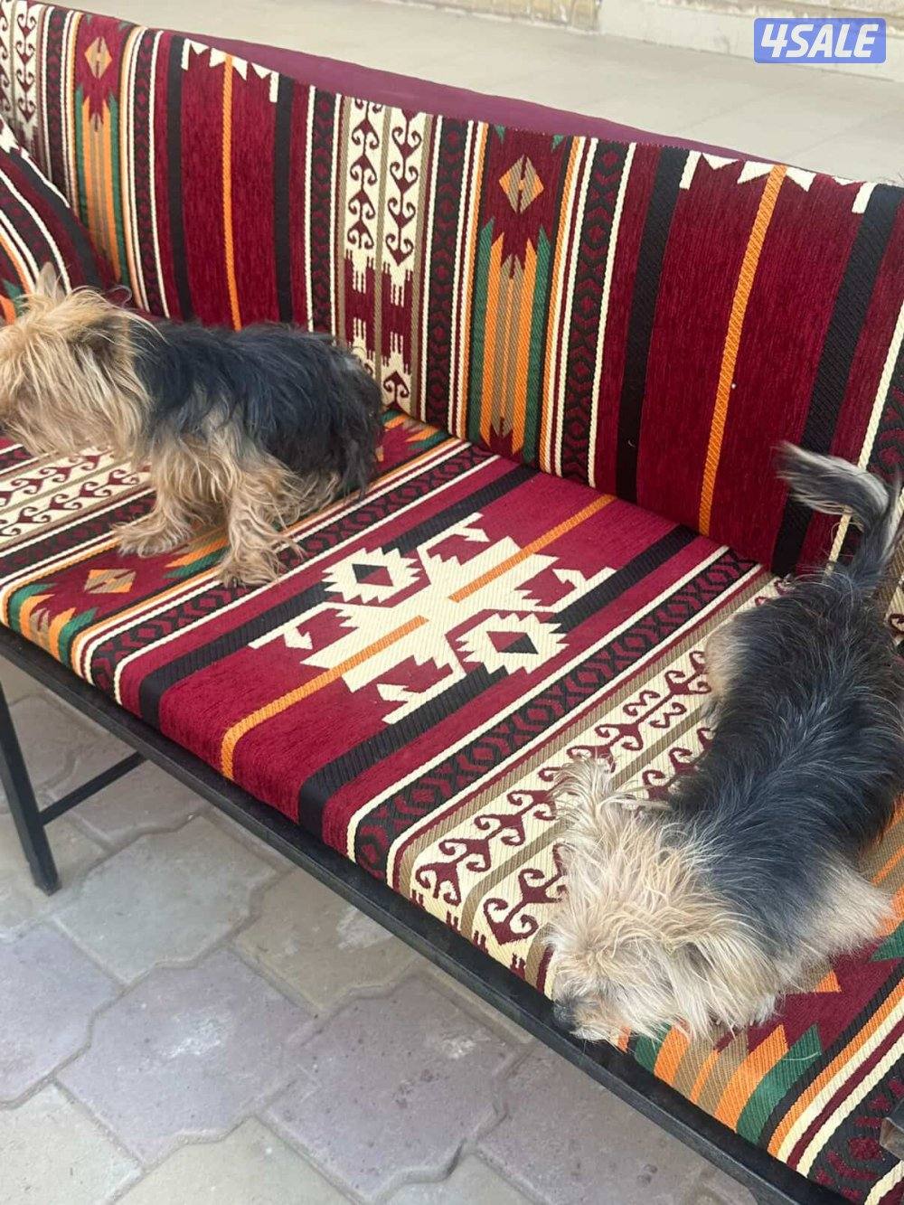 للبيع يورك شير6