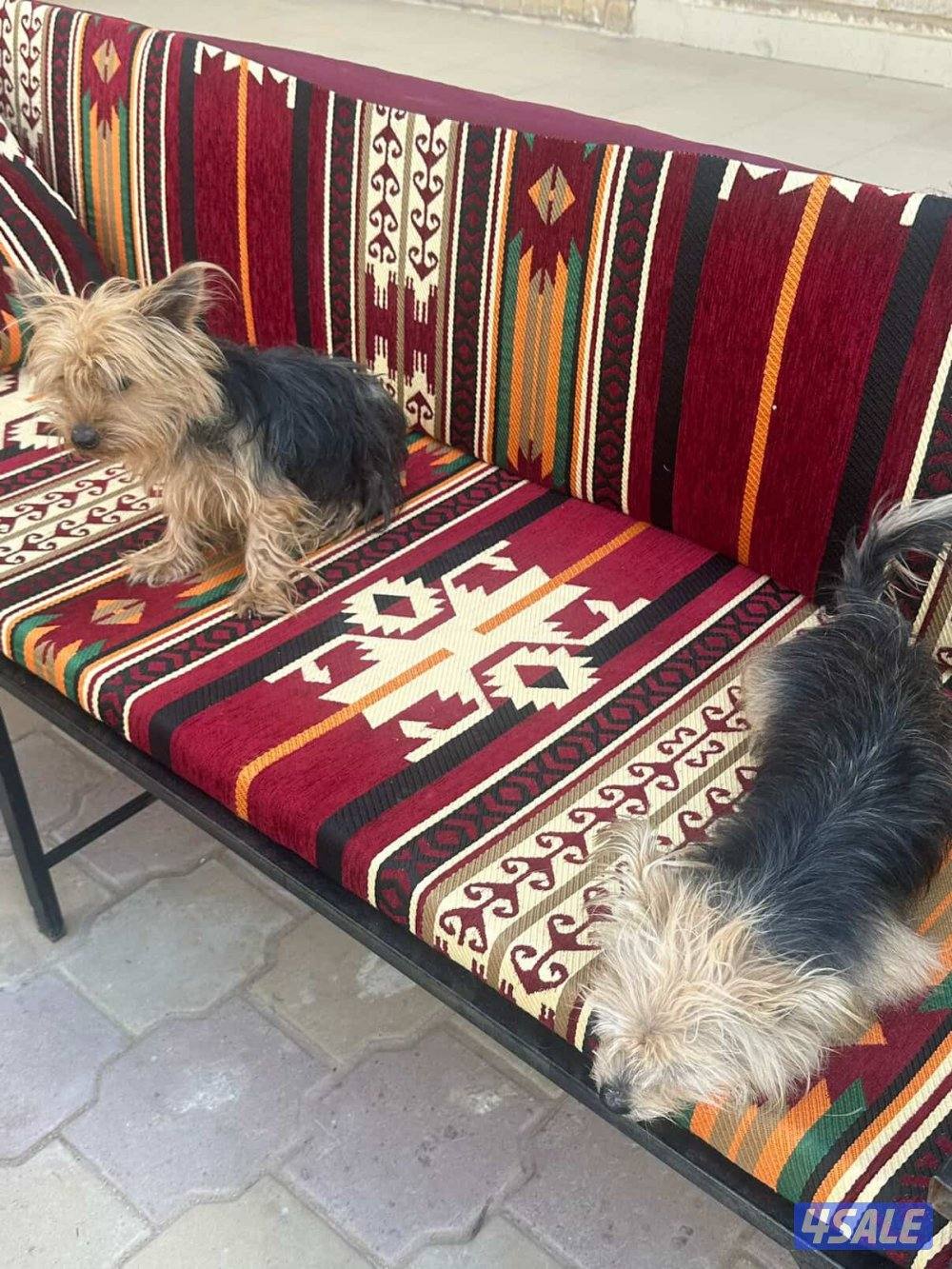 للبيع يورك شير9