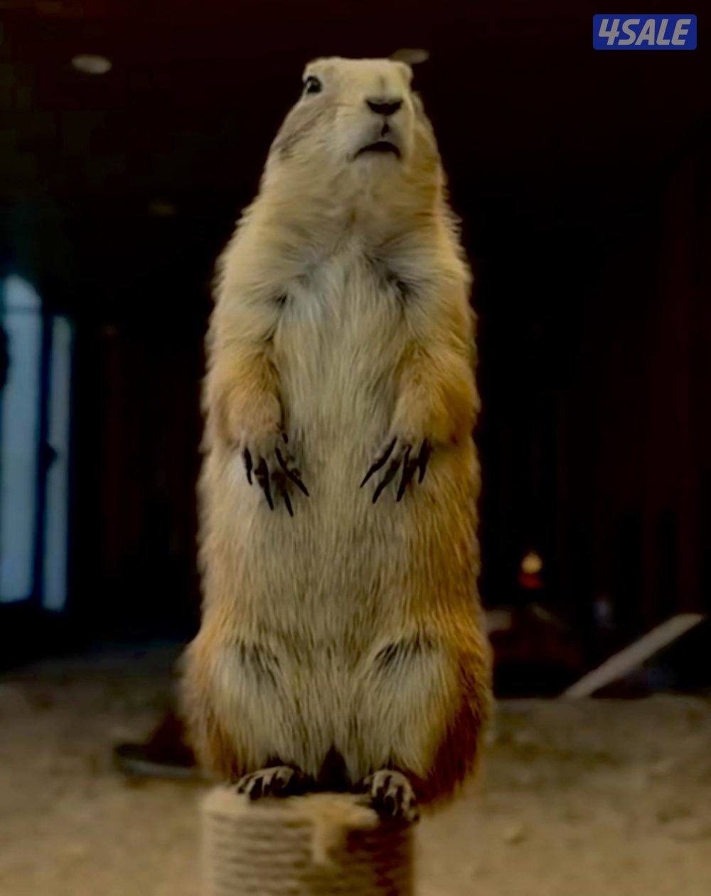 للبيع براري دوق من النوادر ألييف جدا مع الاطفال والبيت1