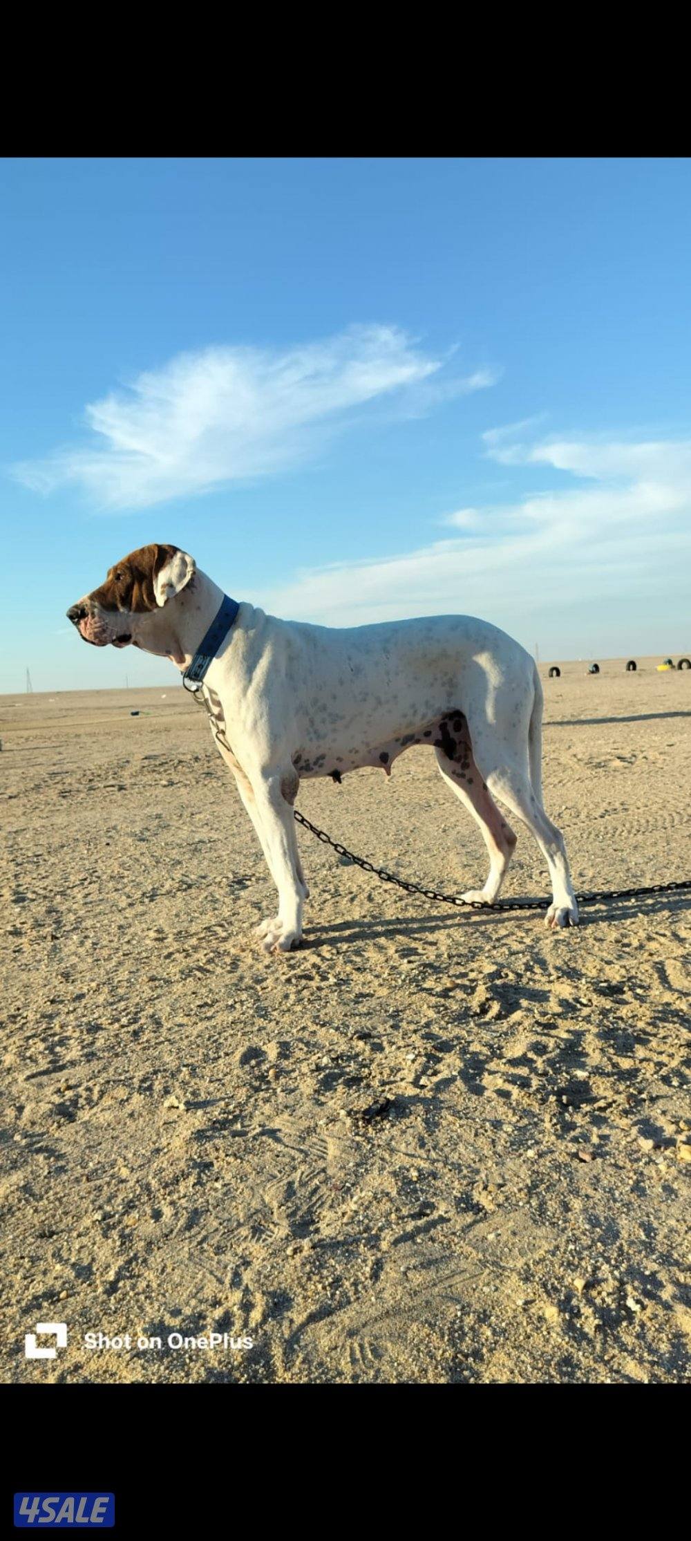 للبيع نثيه بولي باكستاني0