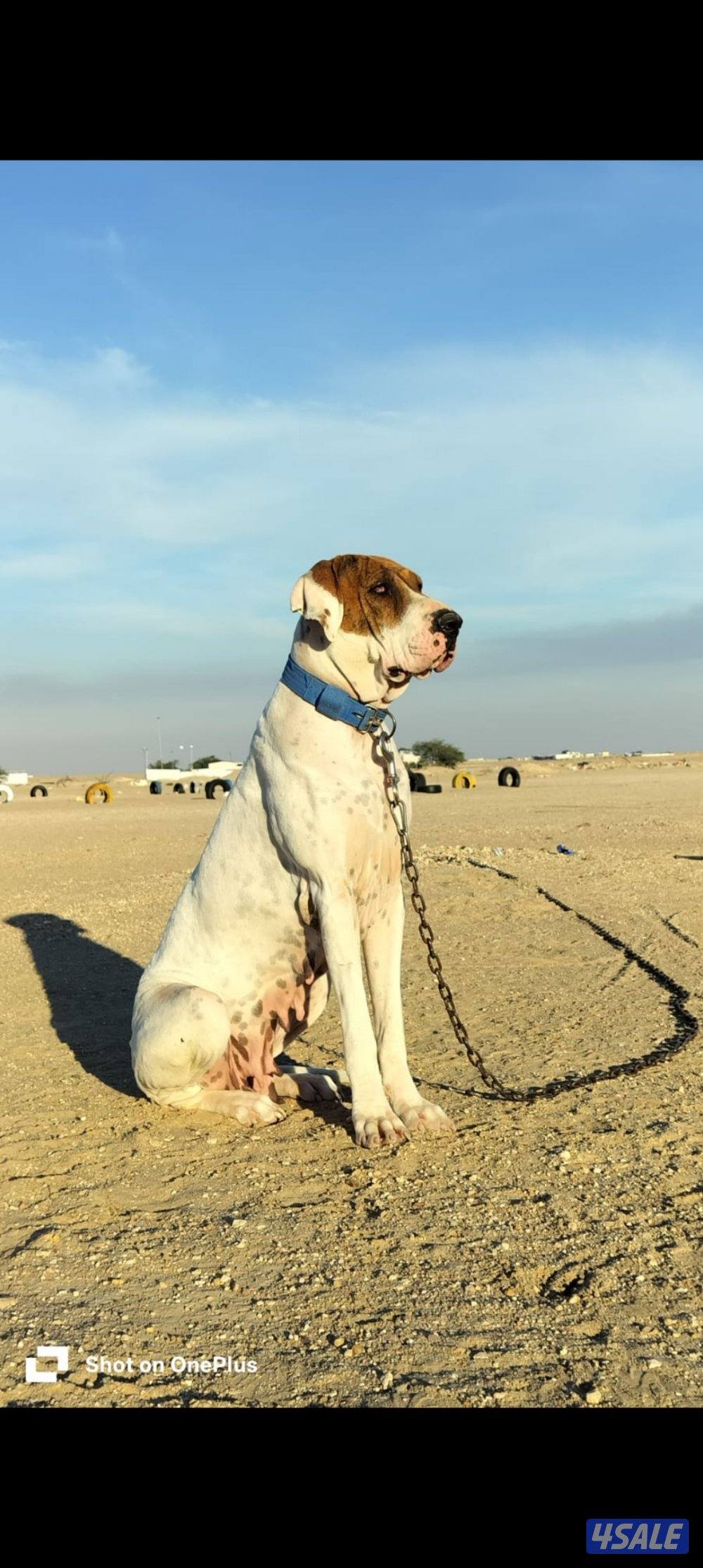 للبيع نثيه بولي باكستاني1