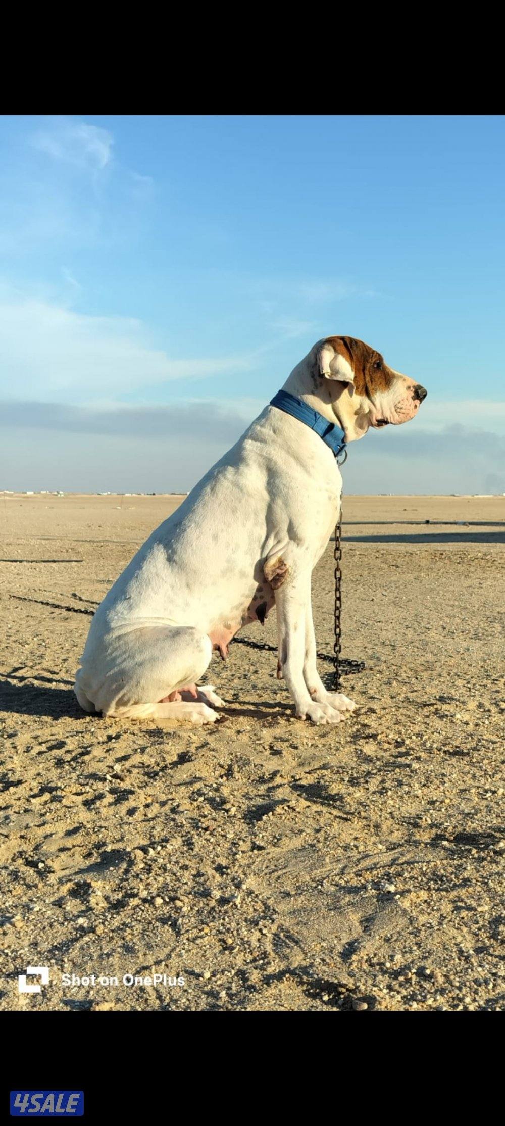 للبيع نثيه بولي باكستاني2