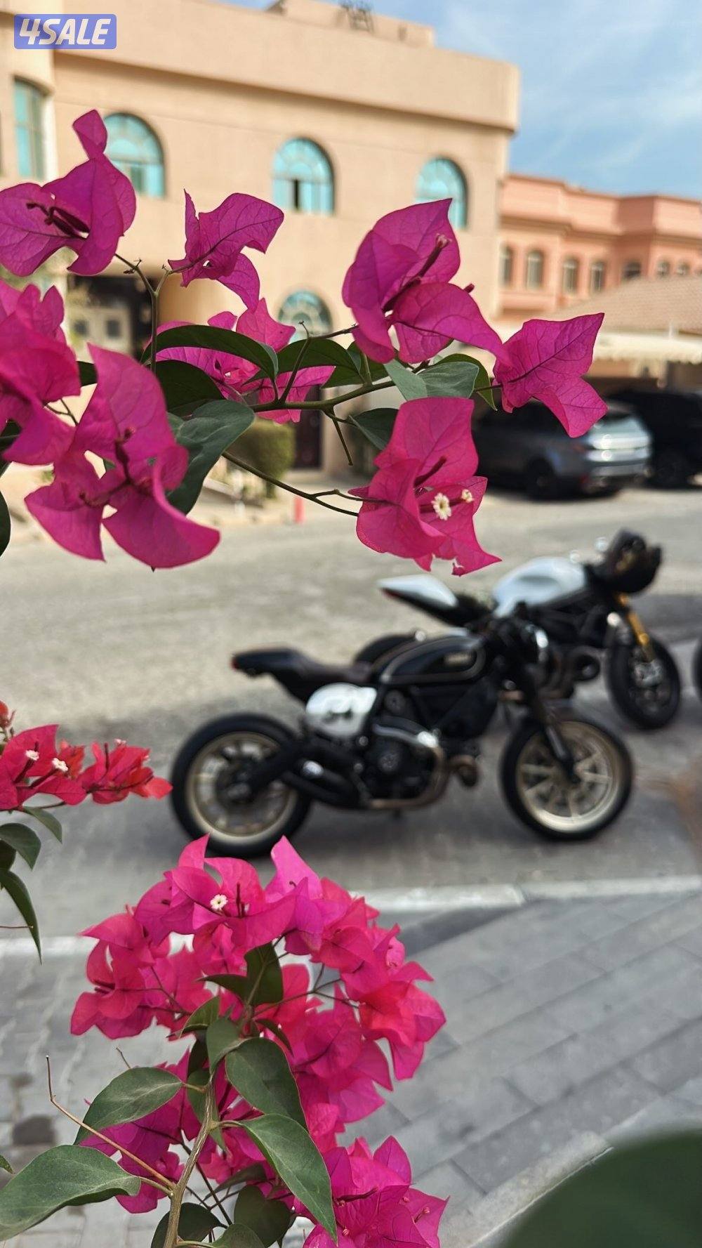 Ducati scrambler cafe racer2