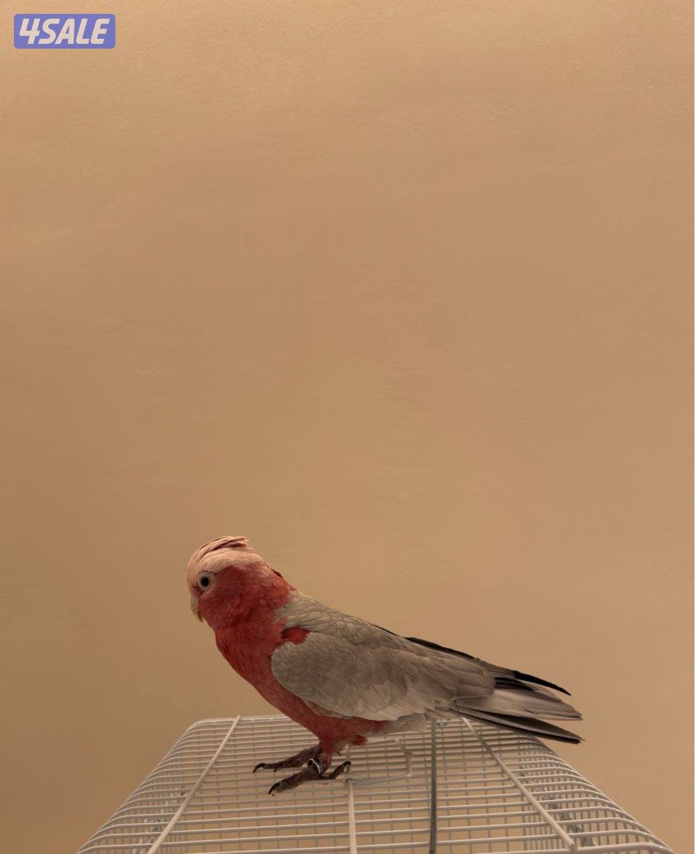 كوكاتو غالا0