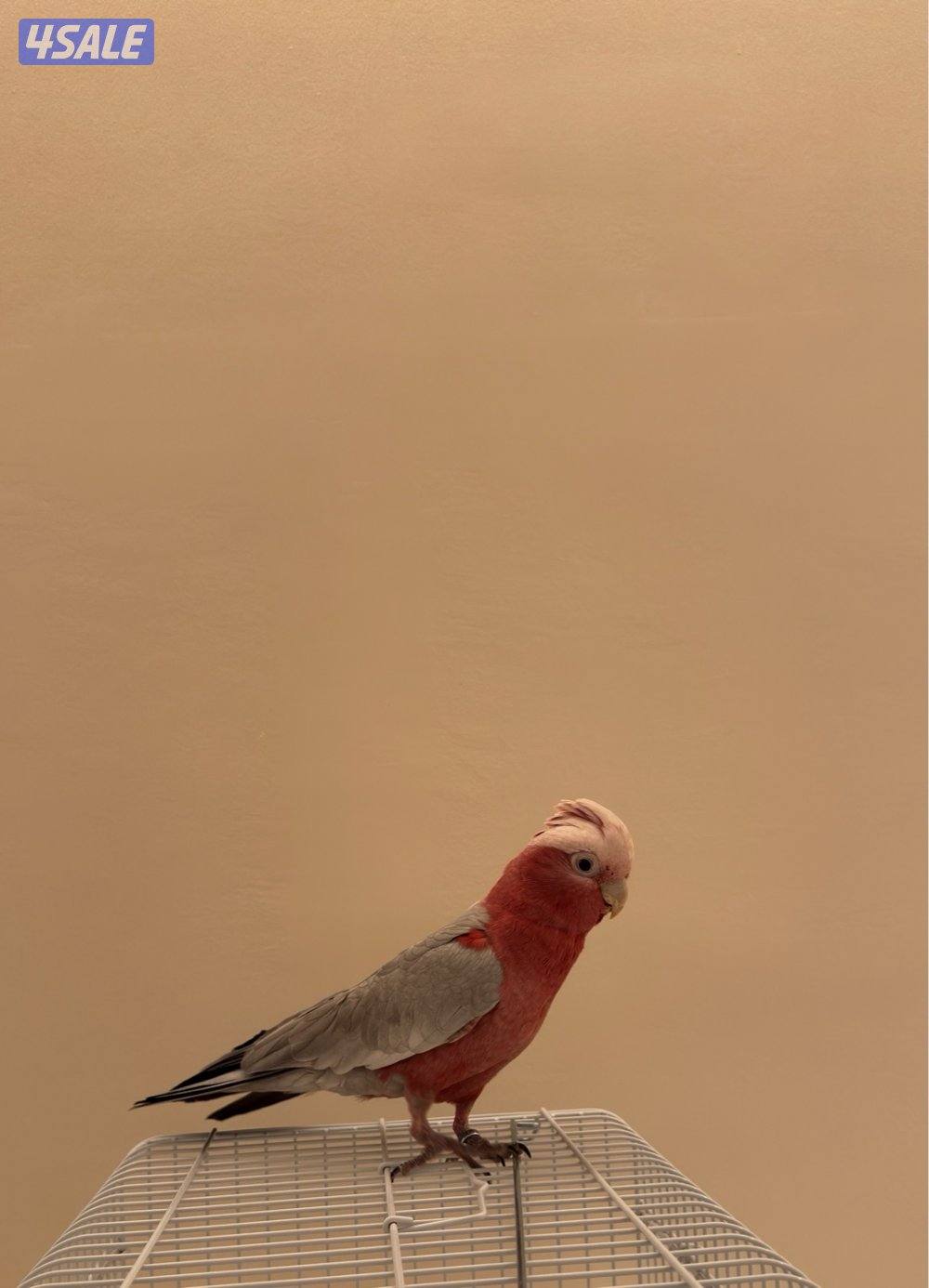 كوكاتو غالا1