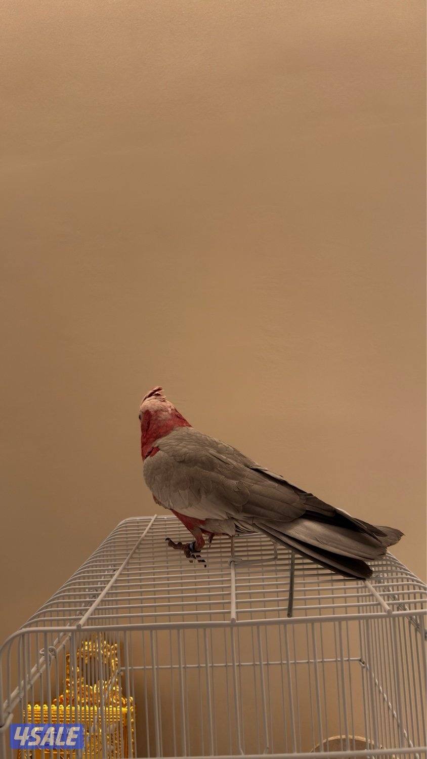 كوكاتو غالا2