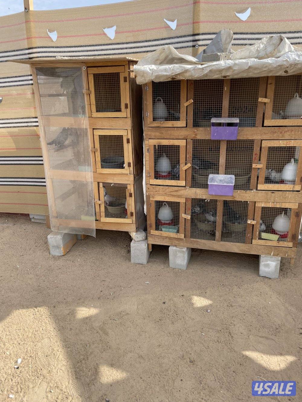 للبيع ازواج باكستاني مع الخانات0