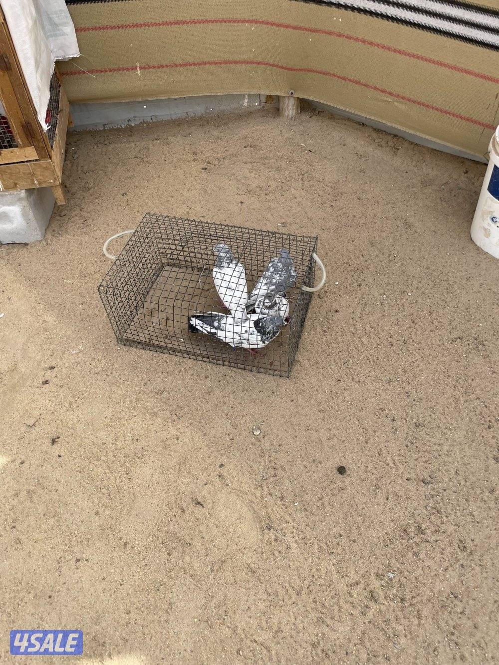 للبيع ازواج باكستاني مع الخانات1