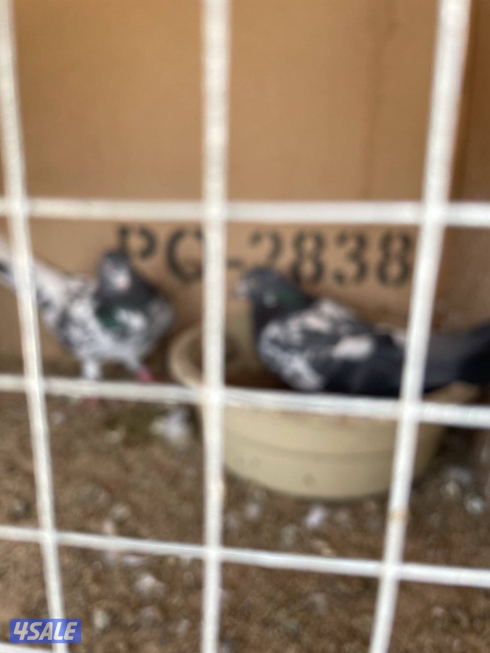 للبيع ازواج باكستاني مع الخانات2