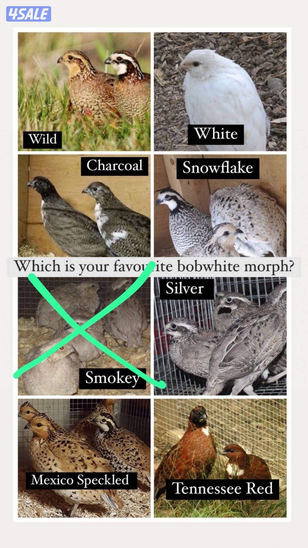 فروخ بوب وايت صخري وسنو فليك0