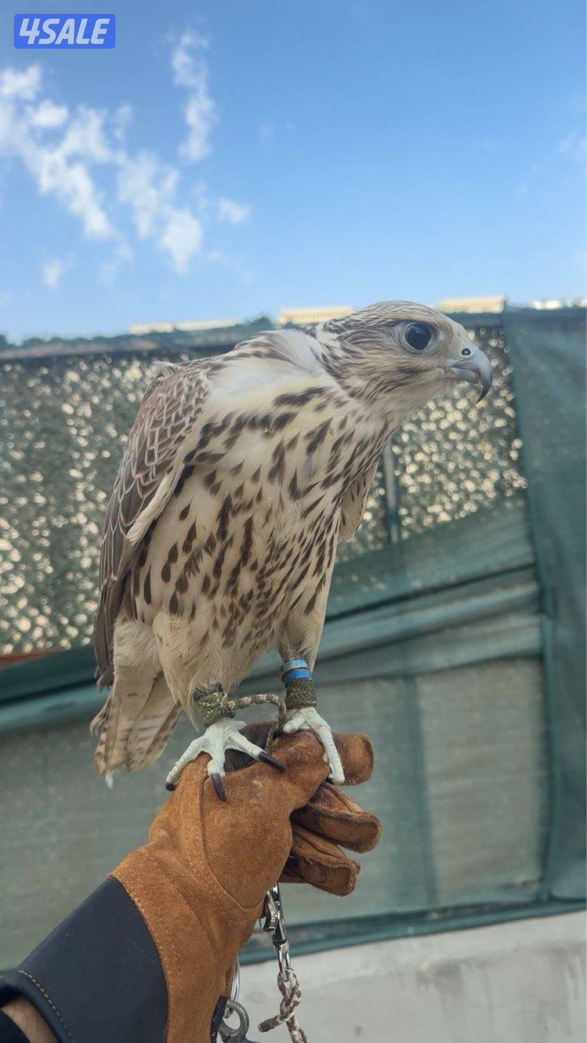 ‏للبيع طاير قرموشي1