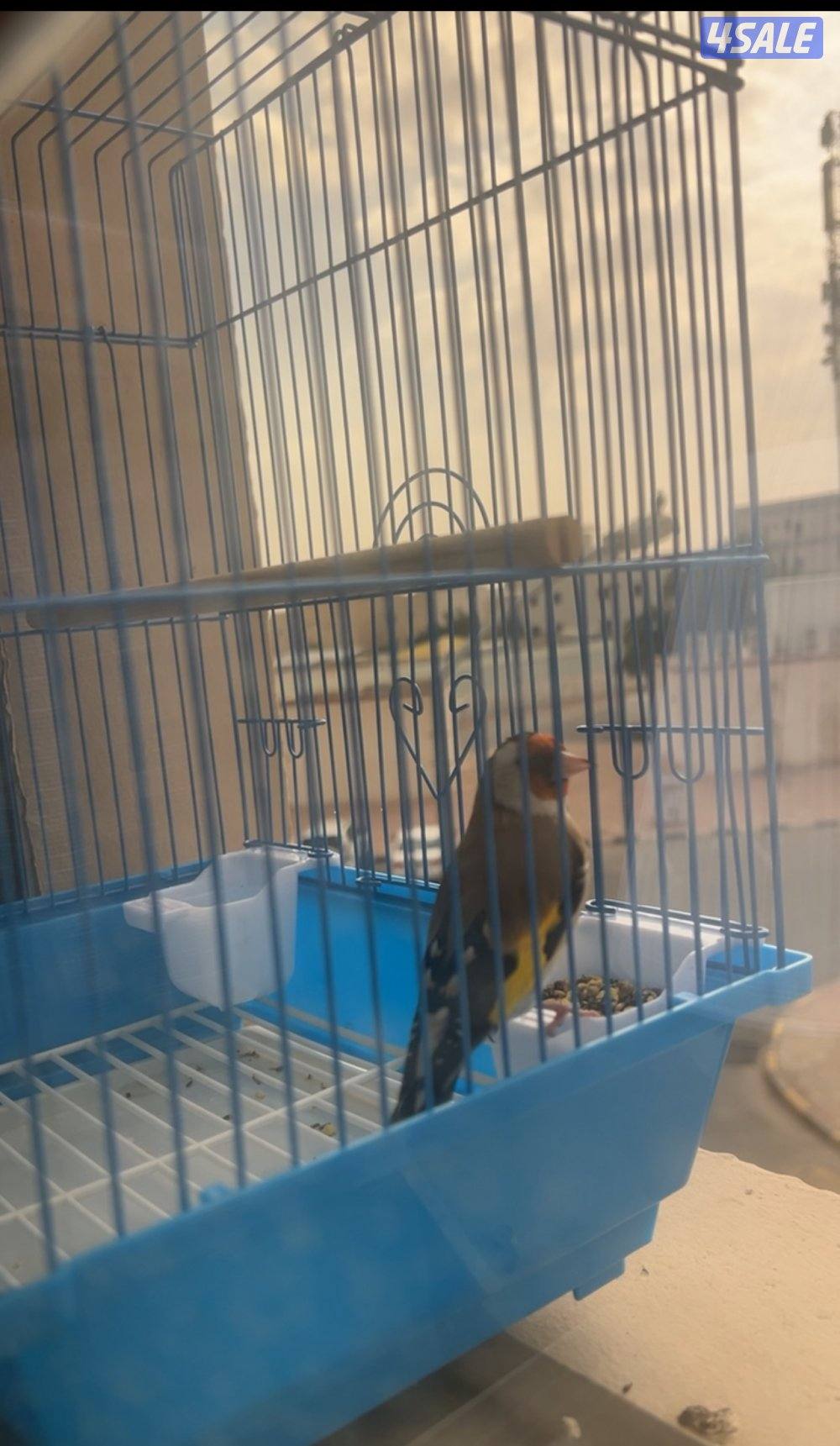 حسور ايراني0