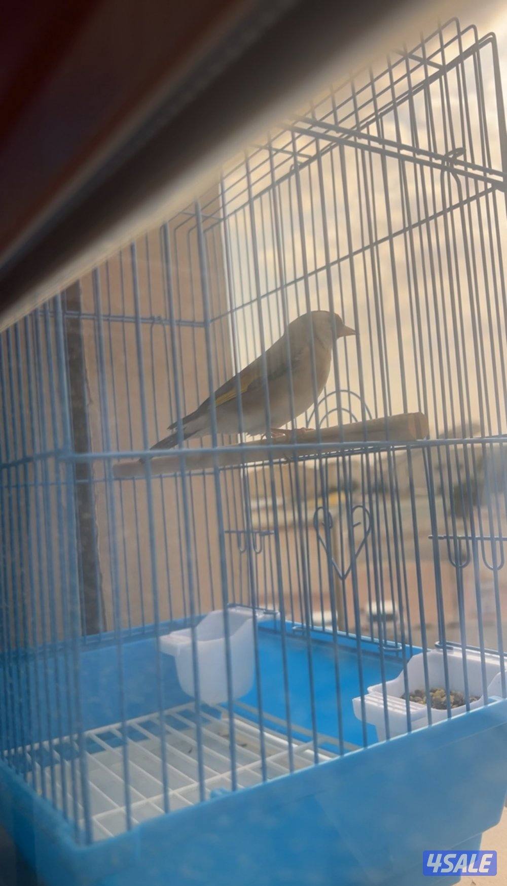 حسور ايراني1