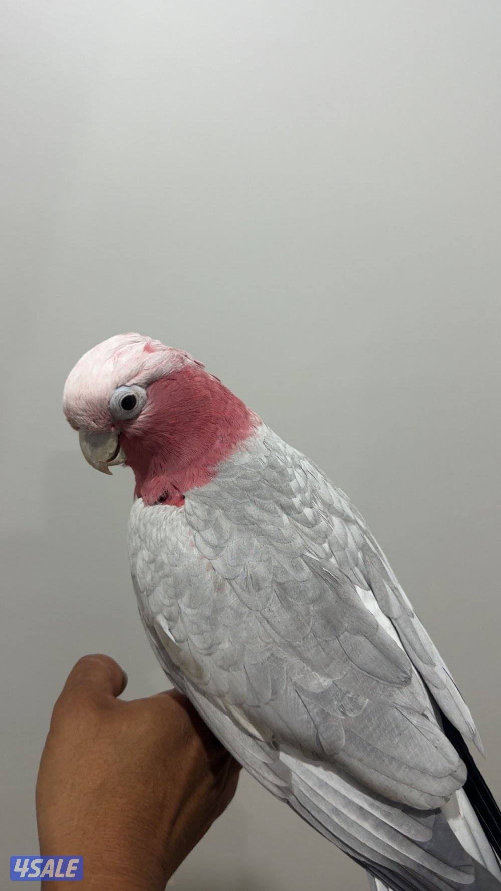 للبيع كوكاتو قالا1