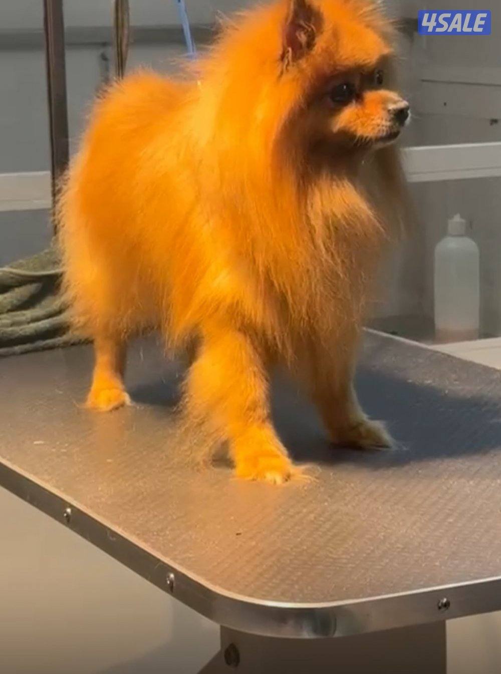 للبيع بوميرينيان1