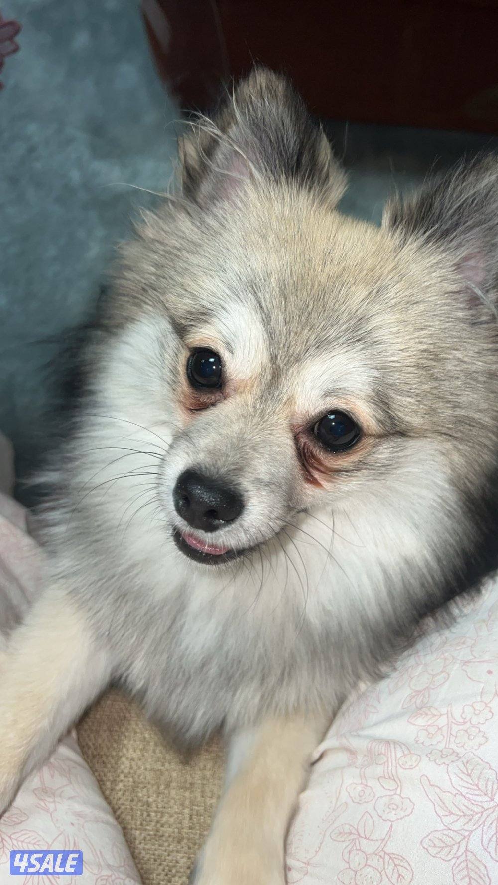 للتبني بوميرينيان و توي بودل ميني0