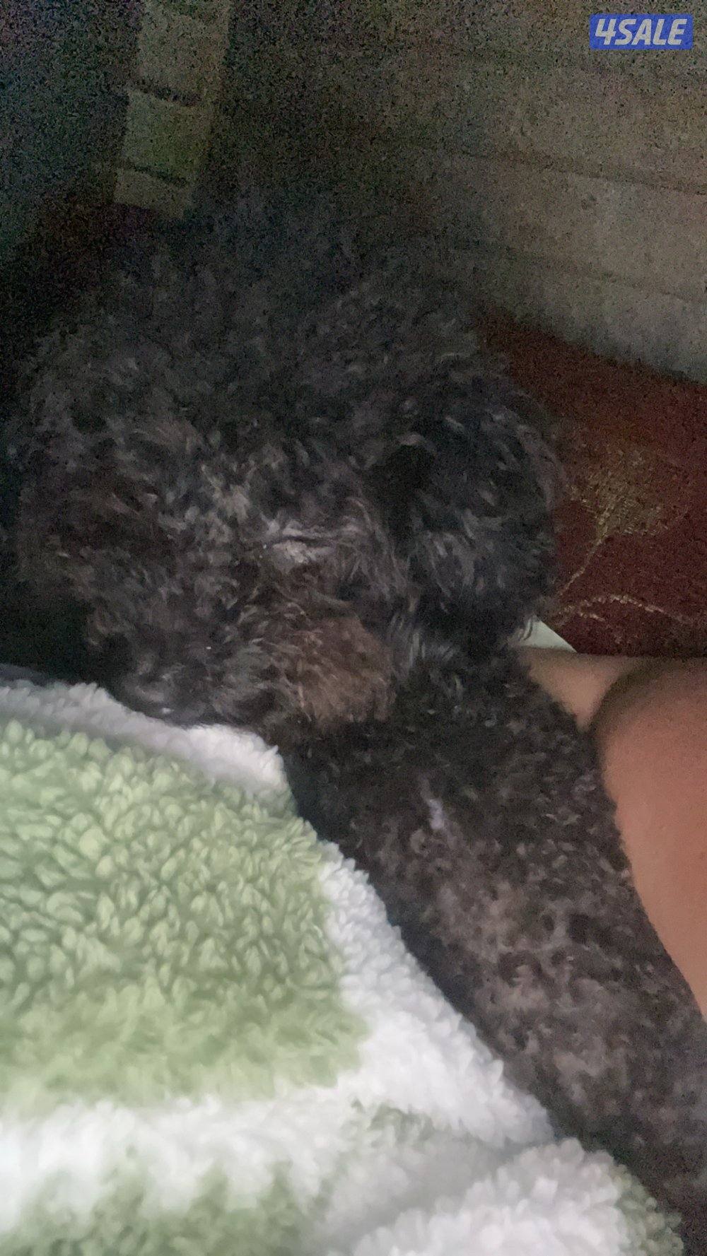 للتبني بوميرينيان و توي بودل ميني1