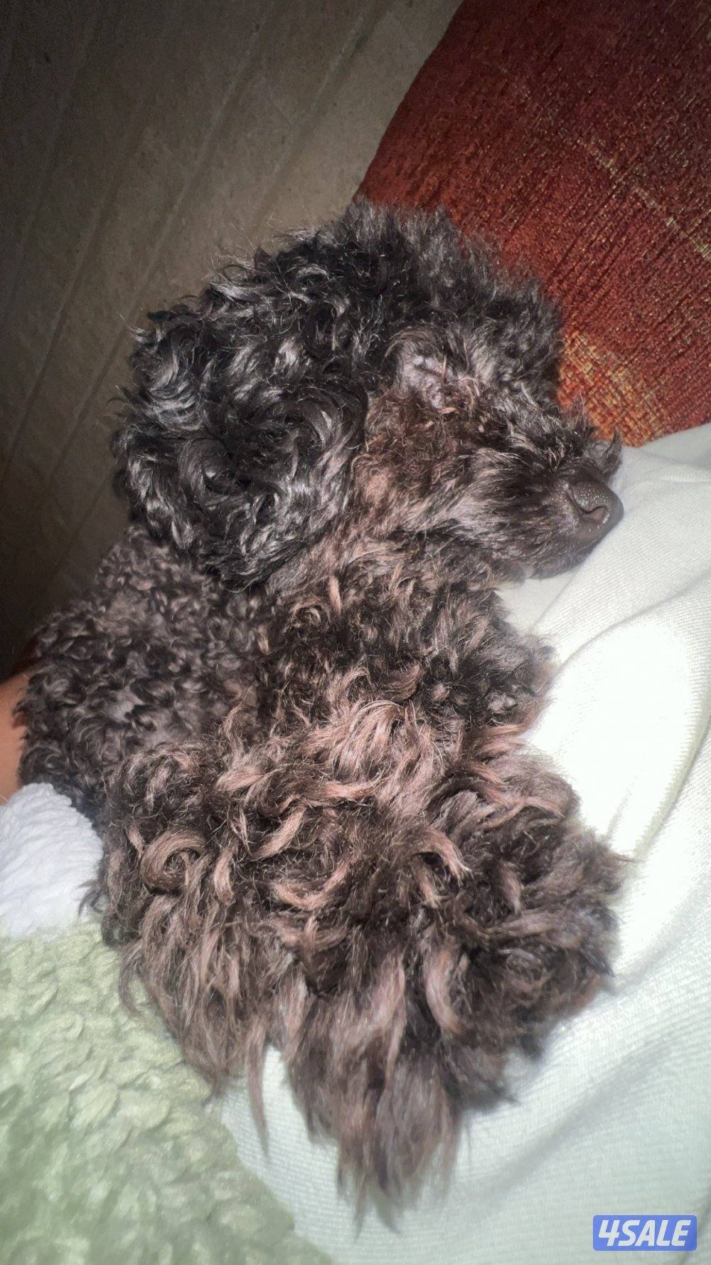 للتبني بوميرينيان و توي بودل ميني2