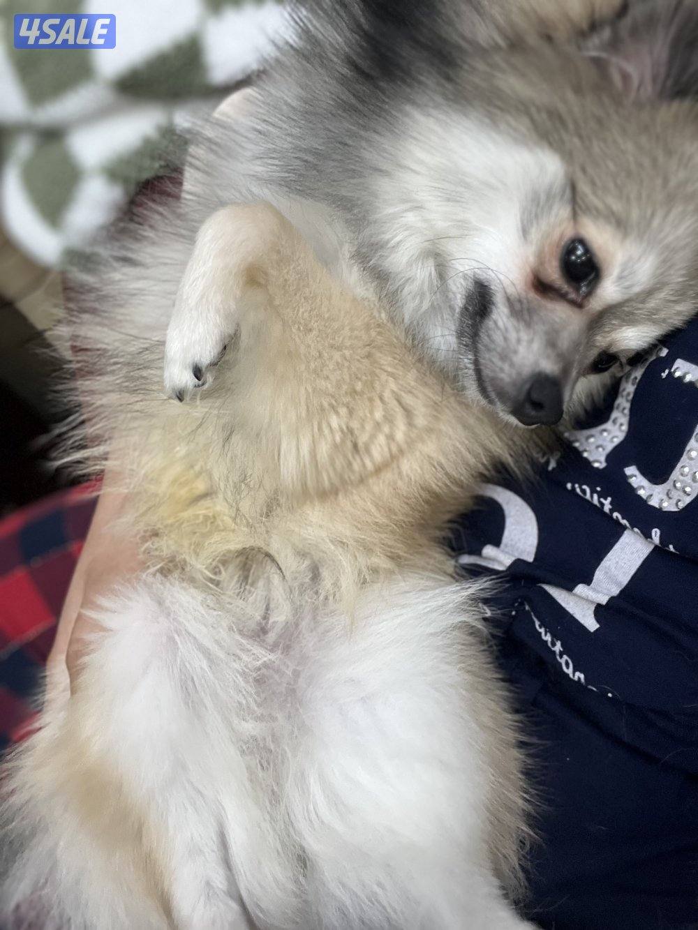 للتبني بوميرينيان و توي بودل ميني4