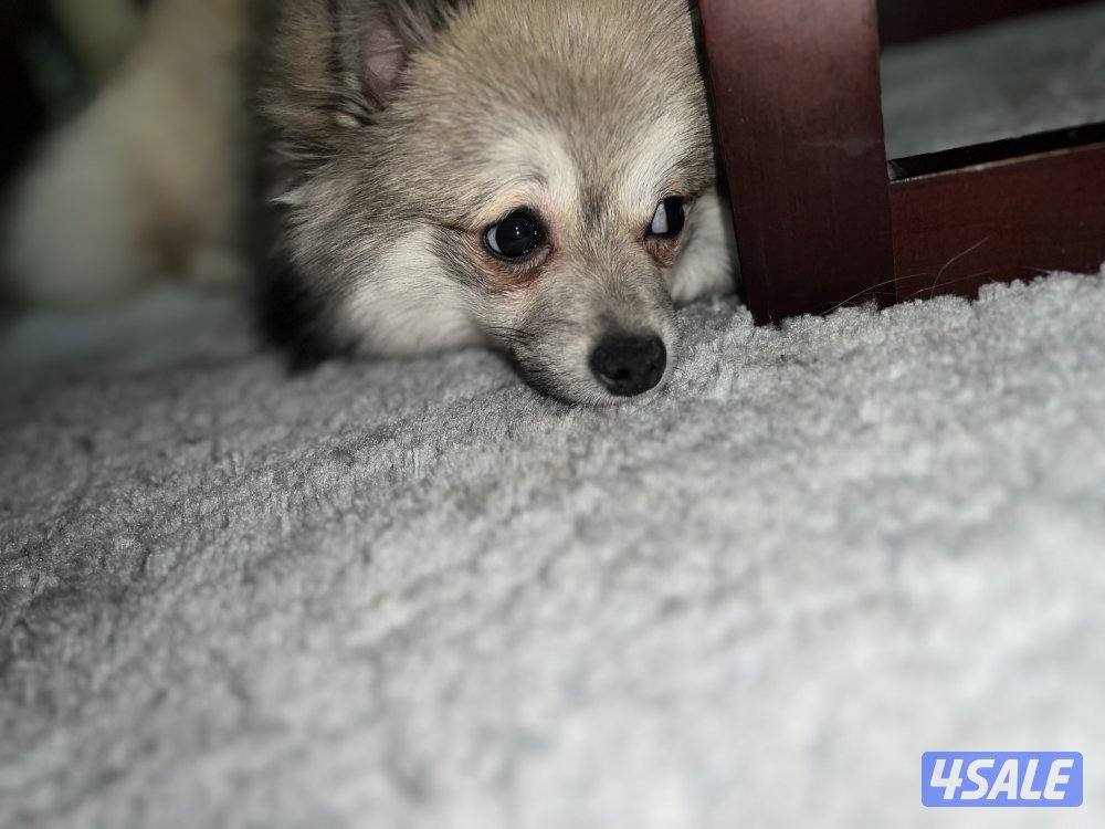 للتبني بوميرينيان و توي بودل ميني5