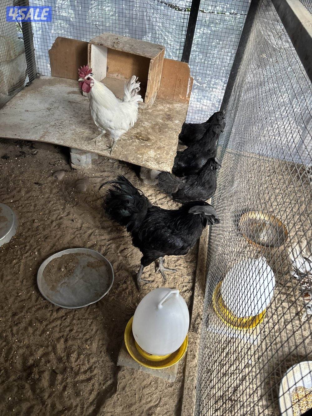 دجاج اندونيسي0