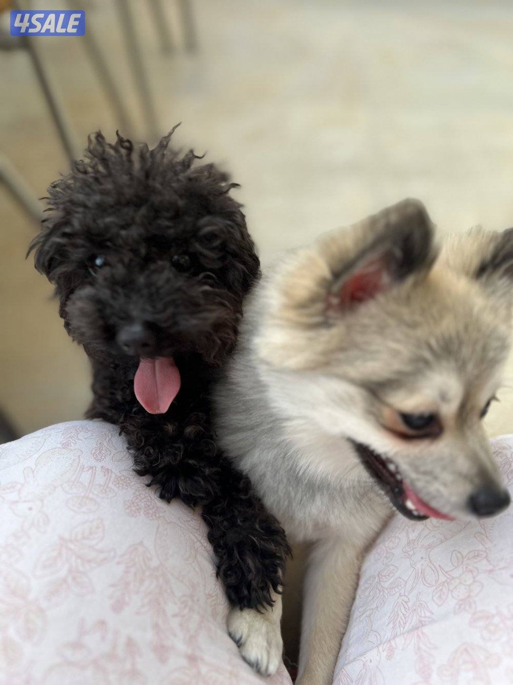 للتبني بوميرينيان وتوي بودل1