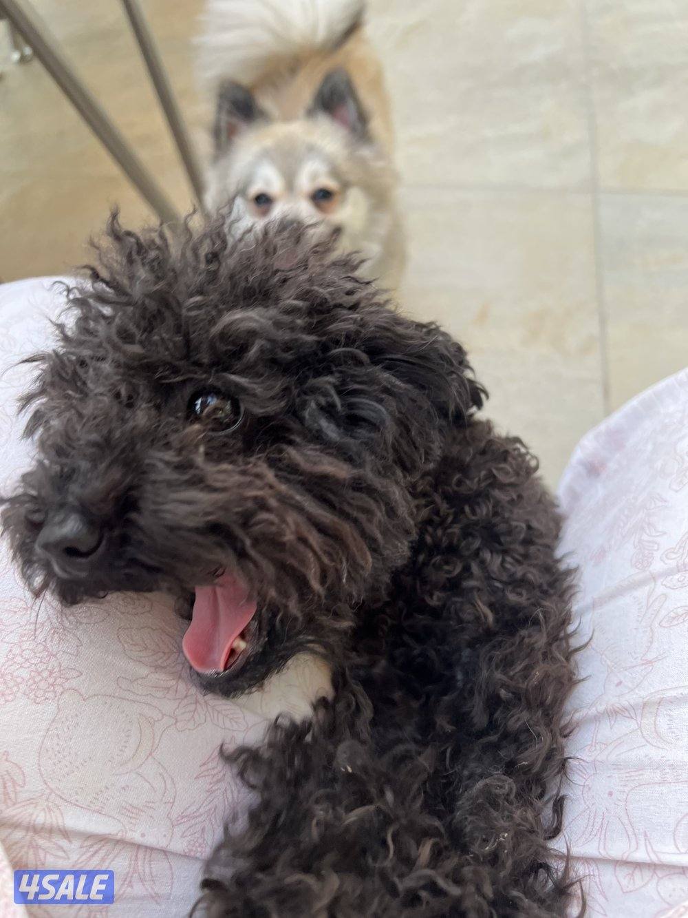 للتبني بوميرينيان وتوي بودل2