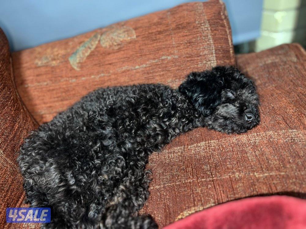 للتبني بوميرينيان وتوي بودل3