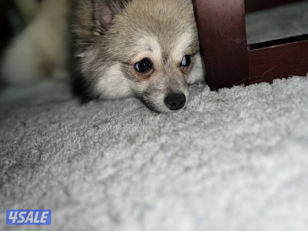 للتبني بوميرينيان وتوي بودل4