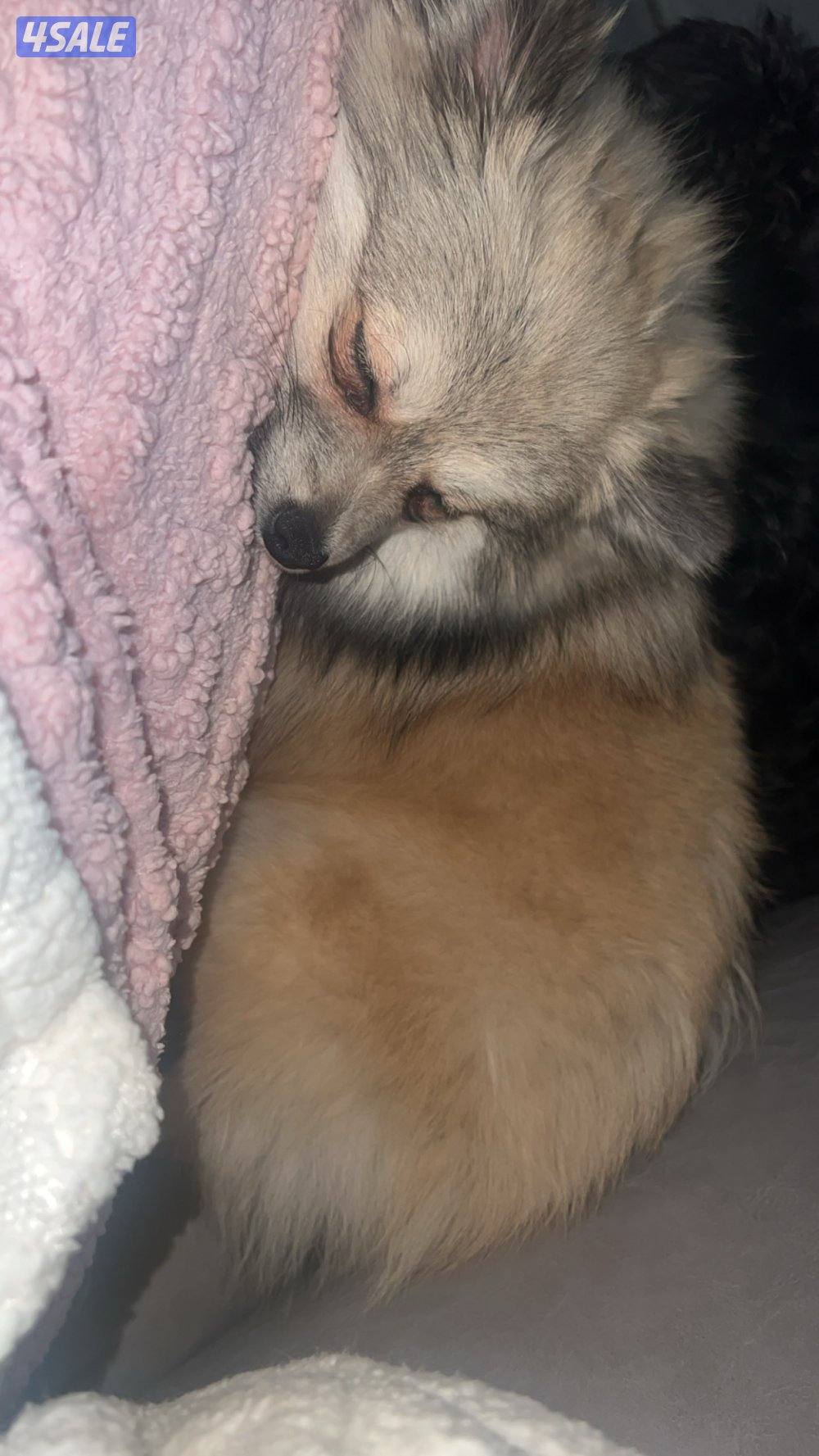 للتبني بوميرينيان وتوي بودل5