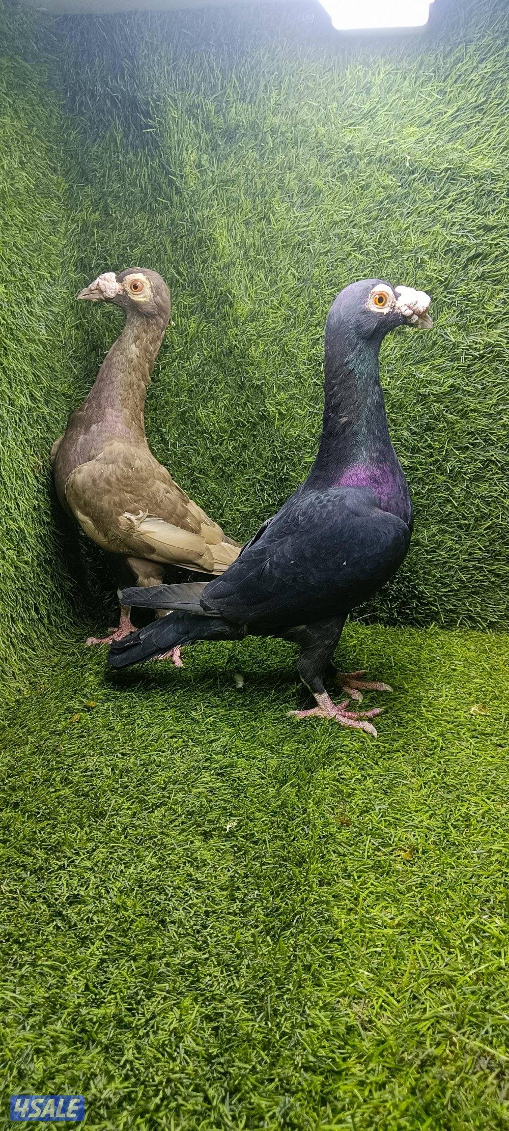 للبيع زوج كارير وهومر1