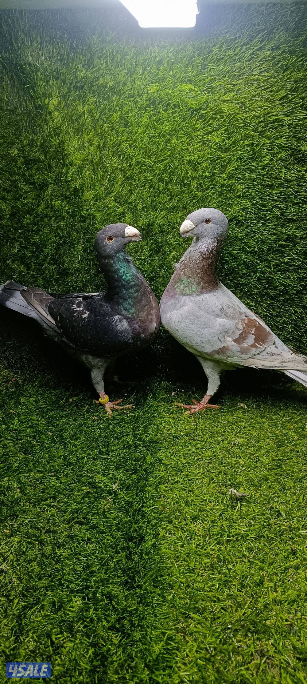 للبيع زوج كارير وهومر2