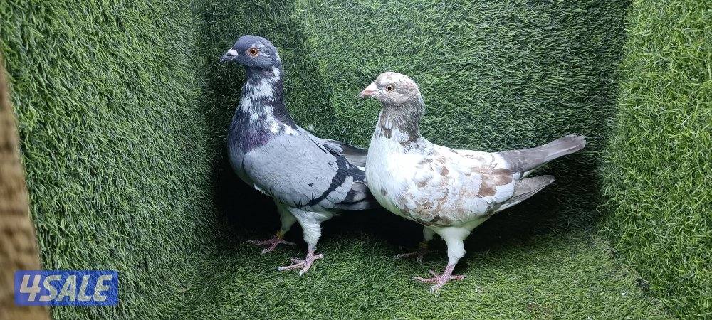 للبيع زوج كارير وهومر4