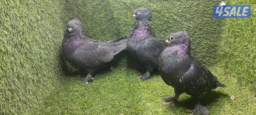 للبيع زوج كارير وهومر5