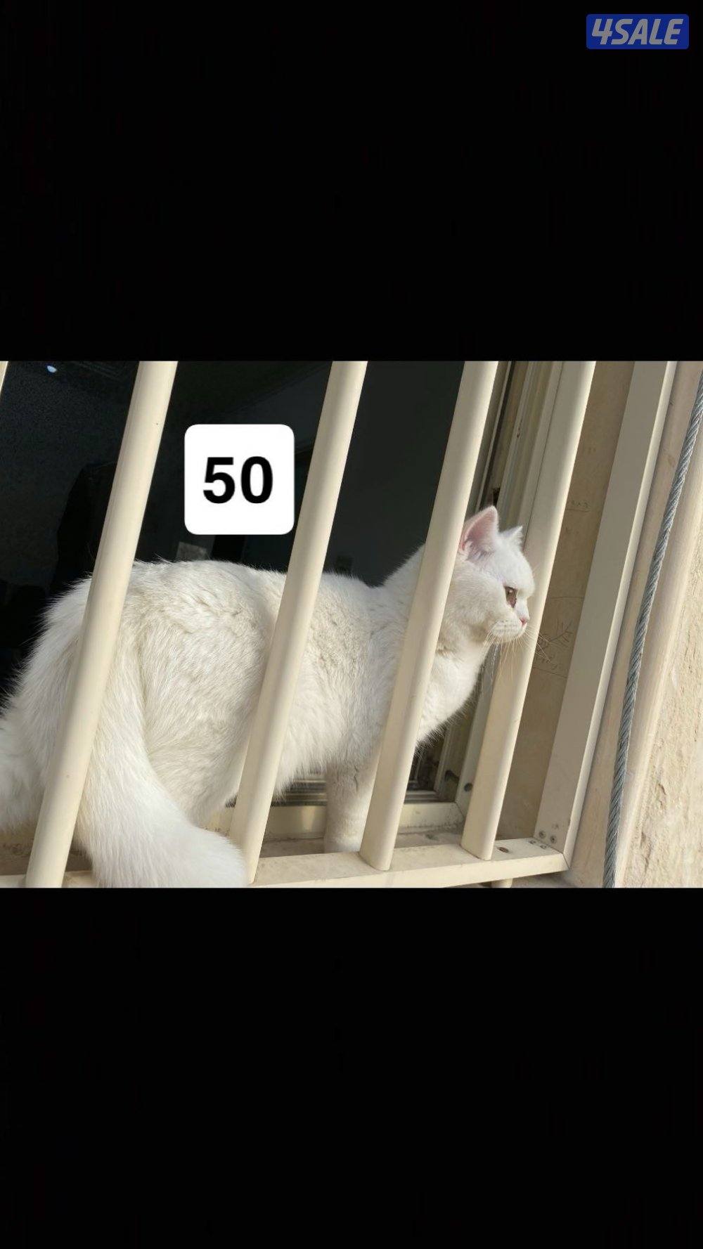 قط للبيع. ذكر و انثى0