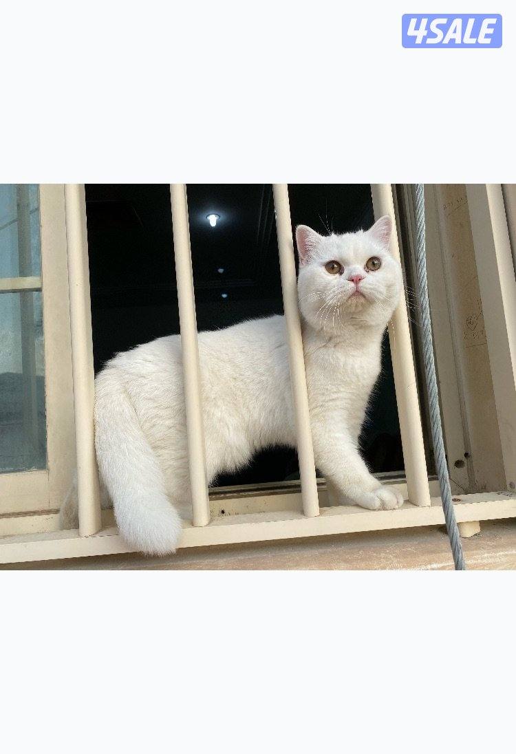 قط للبيع. ذكر و انثى1